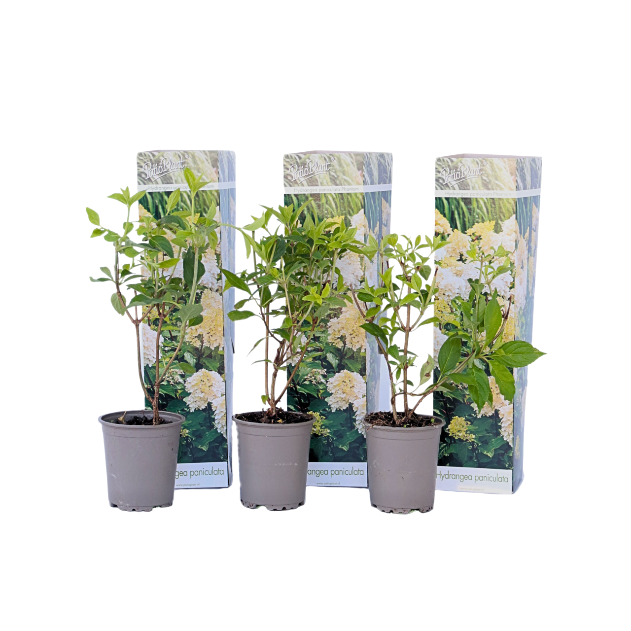 Hortensia - 3 pcs. - Hydrangea paniculata 'Phantom' - Height 25-40cm - ⌀9cm