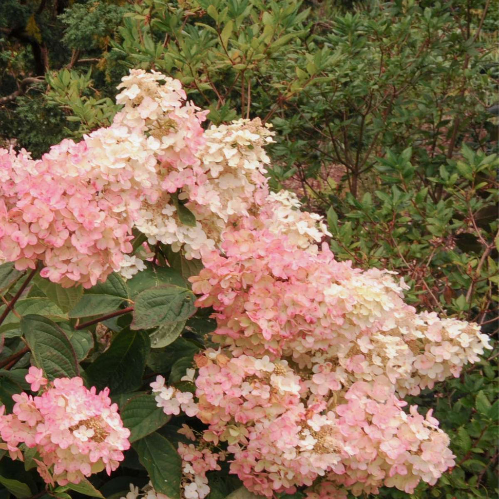 Hortensia - 3 pcs. - Hydrangea paniculata 'Pink Lady' - Height 25-40cm - ⌀9cm