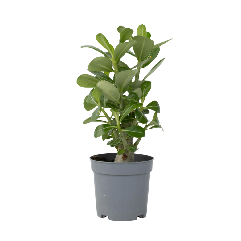 Desert rose - Adenium obesum - Height 25-40cm - ⌀10,5cm
