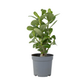 Desert rose - Adenium obesum - Height 25-40cm - ⌀10,5cm