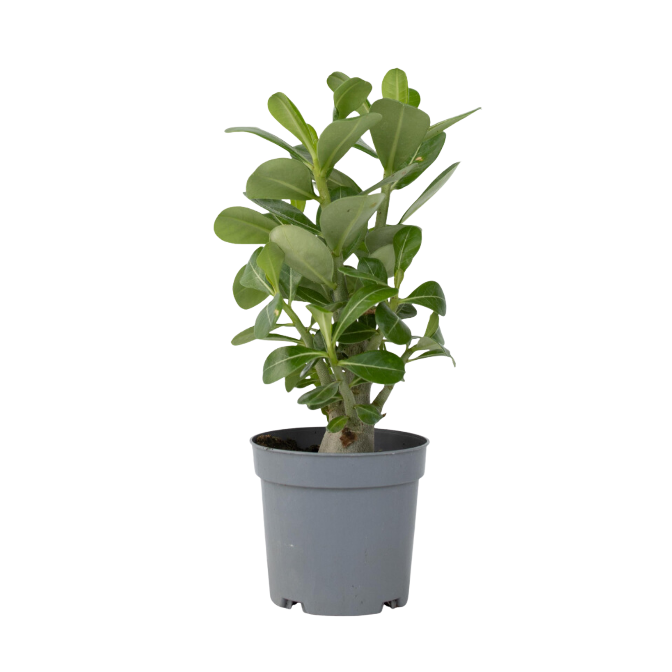 Desert rose - Adenium obesum - Height 25-40cm - ⌀10,5cm