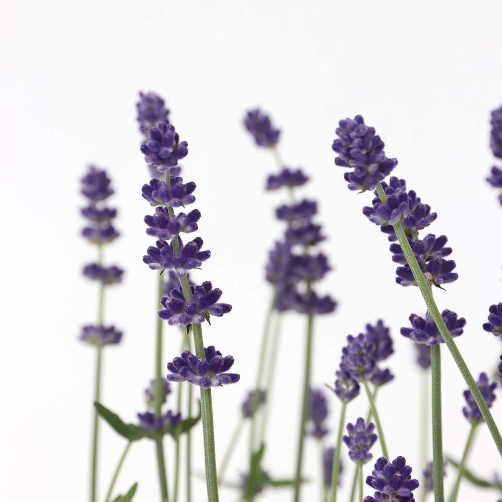 Lavender - 6 pcs. - Lavandula angustifolia - Height 10-15cm - ⌀10,5cm