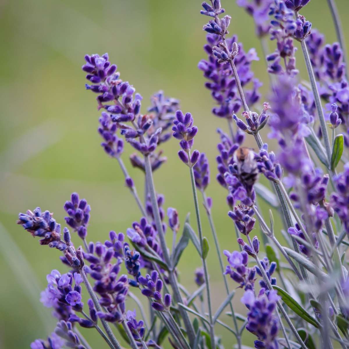 Lavender - 36 pcs. - Lavandula angustifolia - Height 10-15cm - ⌀10,5cm