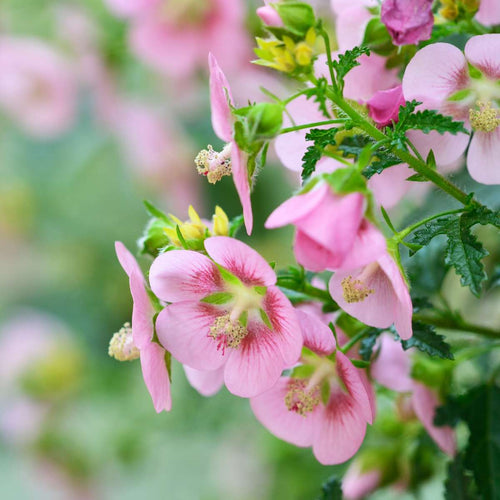 African mallow - 3 pcs. - Anisodontea capensis 'El Rayo' - Height 25-40cm - ⌀9cm