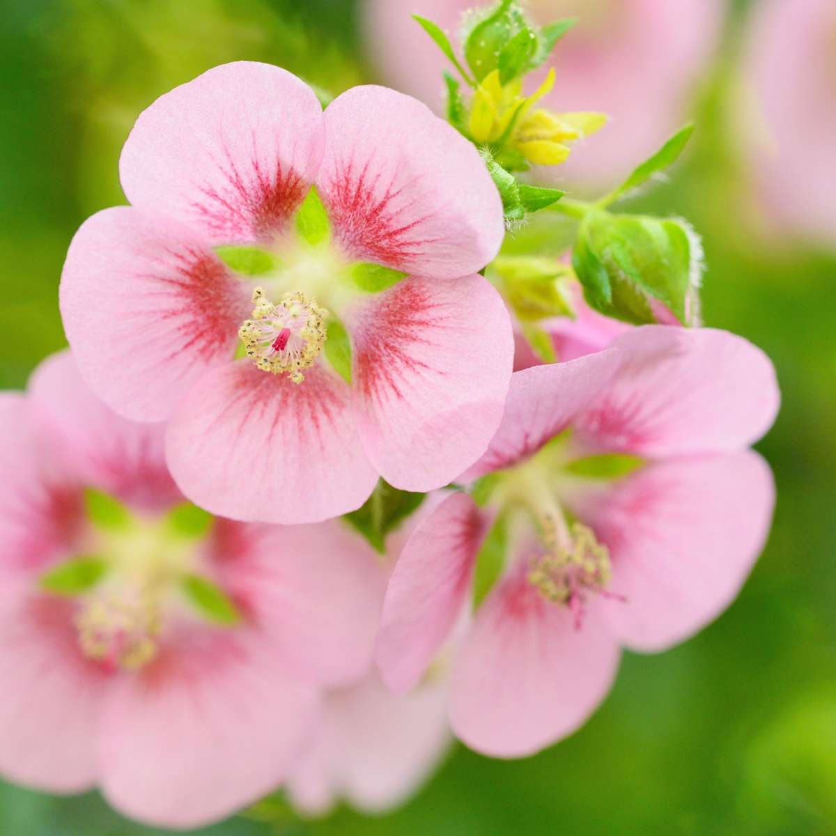 African mallow - 3 pcs. - Anisodontea capensis 'El Rayo' - Height 25-40cm - ⌀9cm