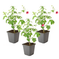 African mallow - 3 pcs. - Anisodontea capensis 'El Rayo' - Height 25-40cm - ⌀9cm