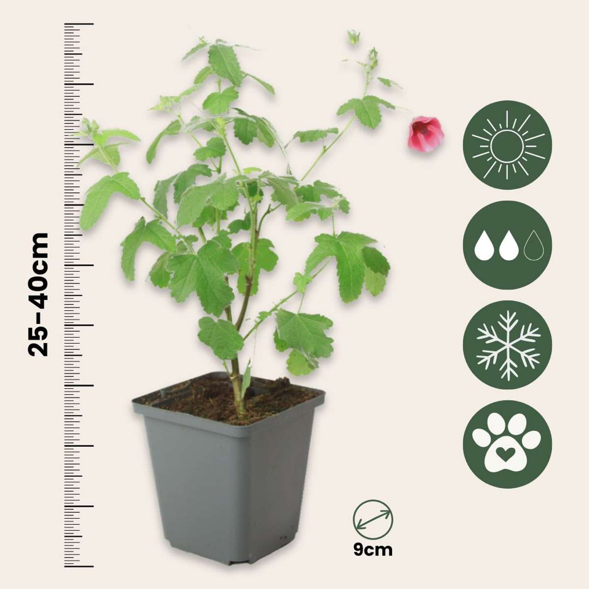 African mallow - 3 pcs. - Anisodontea capensis 'El Rayo' - Height 25-40cm - ⌀9cm