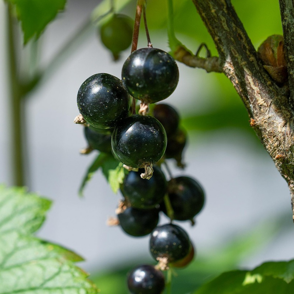 Blackcurrant - 3 pcs - Ribes Nigrum - Height 25-40cm - ⌀9cm