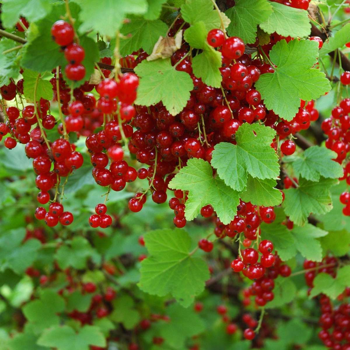Redcurrant - 3 pcs - Ribes rubrum - Height 25-40cm - ⌀9cm