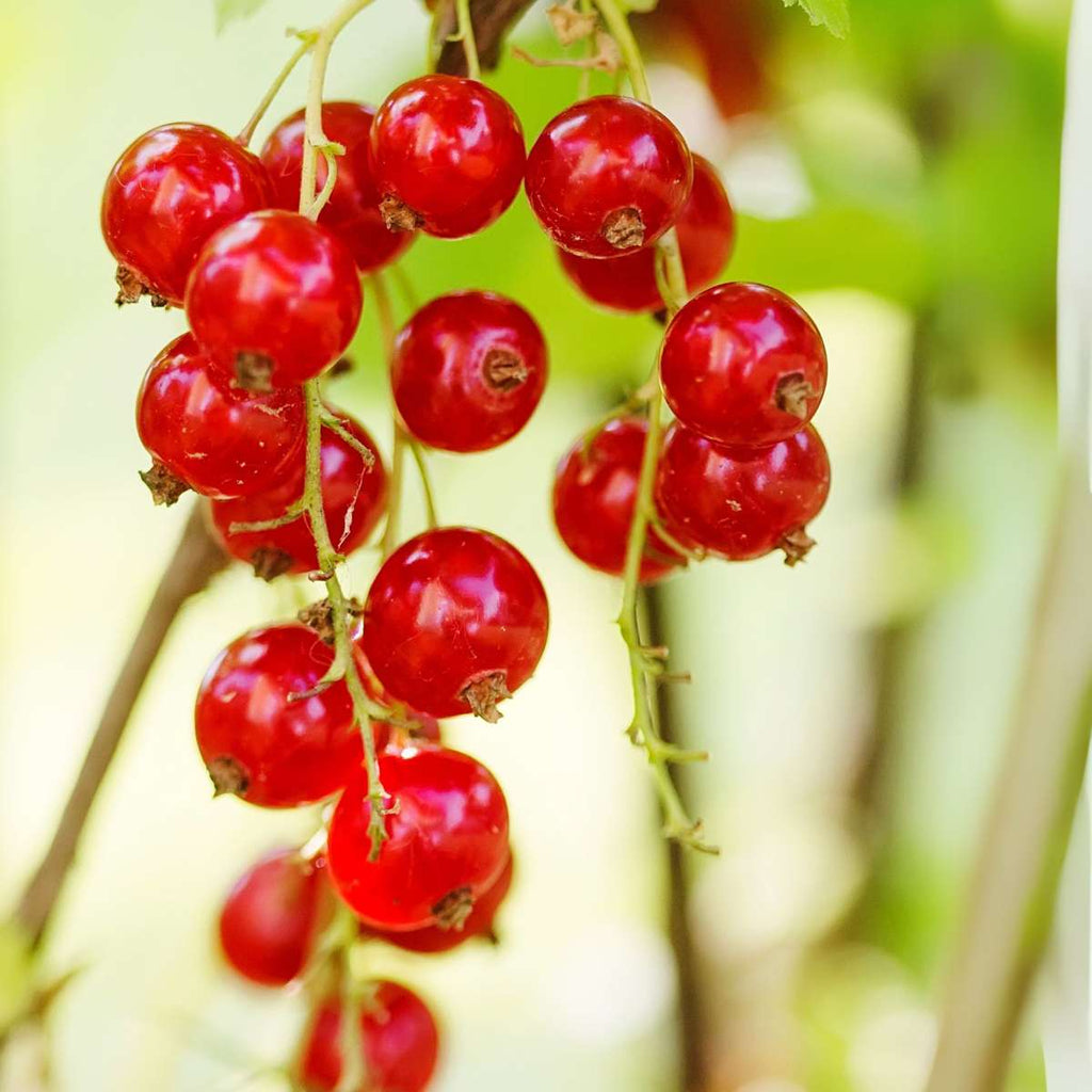 Redcurrant - 3 pcs - Ribes rubrum - Height 25-40cm - ⌀9cm