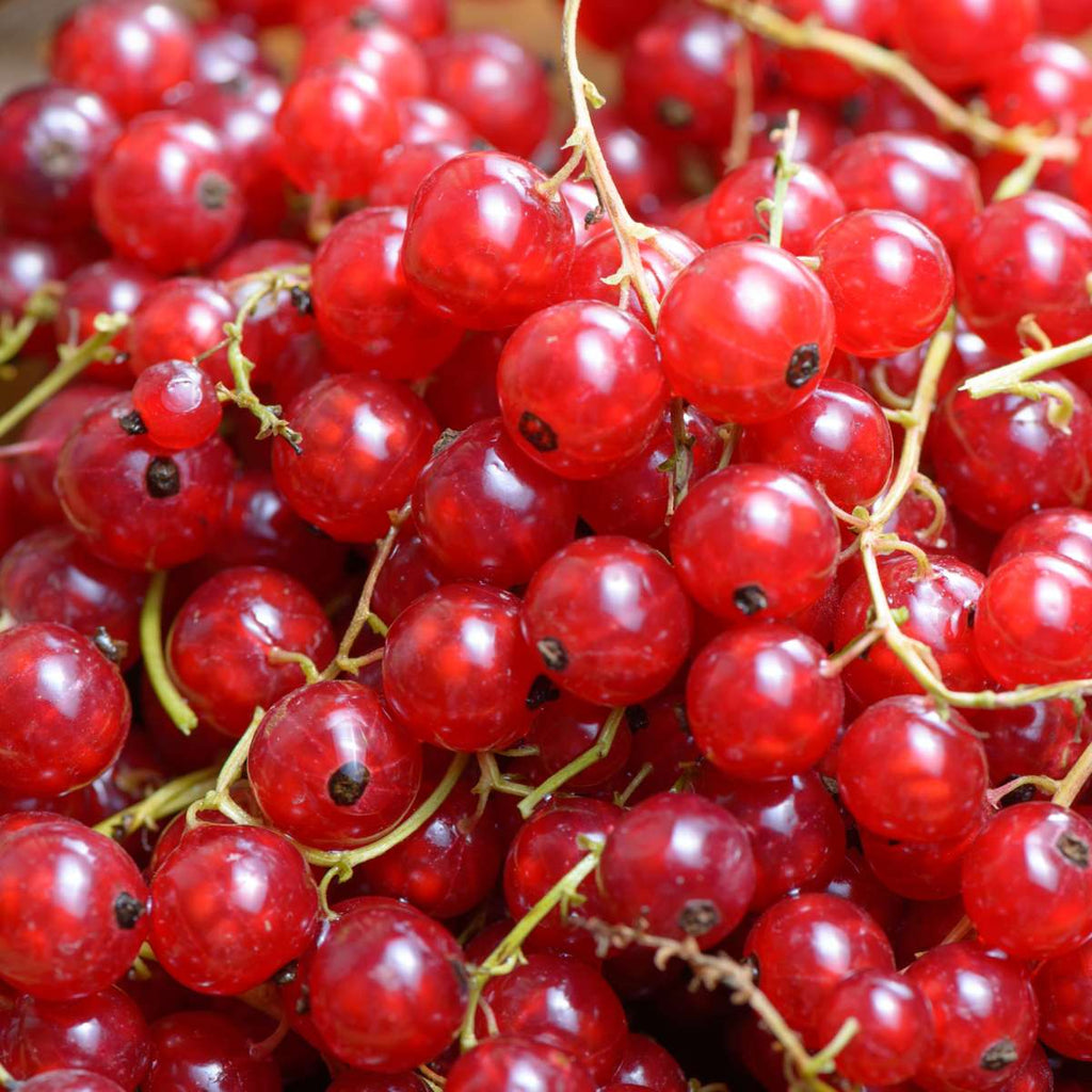 Redcurrant - 3 pcs - Ribes rubrum - Height 25-40cm - ⌀9cm