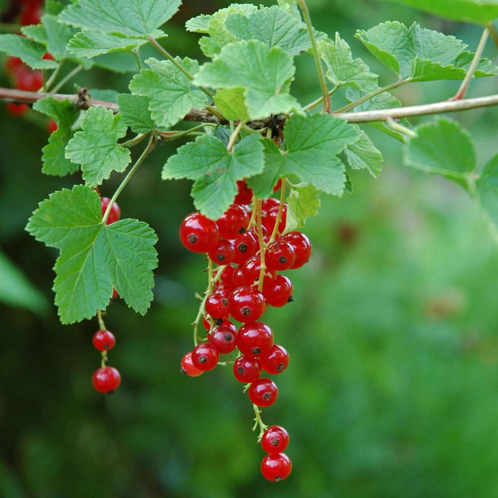 Redcurrant - 3 pcs - Ribes rubrum - Height 25-40cm - ⌀9cm