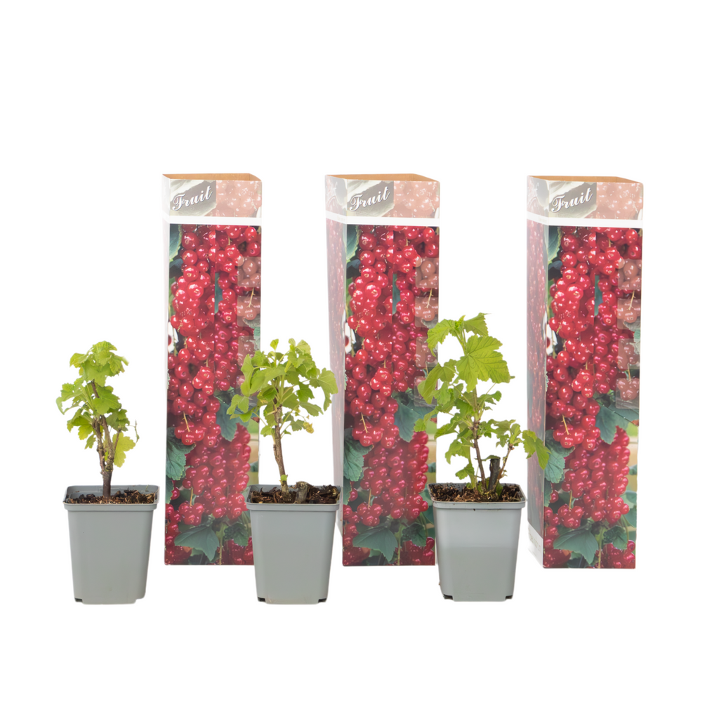 Redcurrant - 3 pcs - Ribes rubrum - Height 25-40cm - ⌀9cm