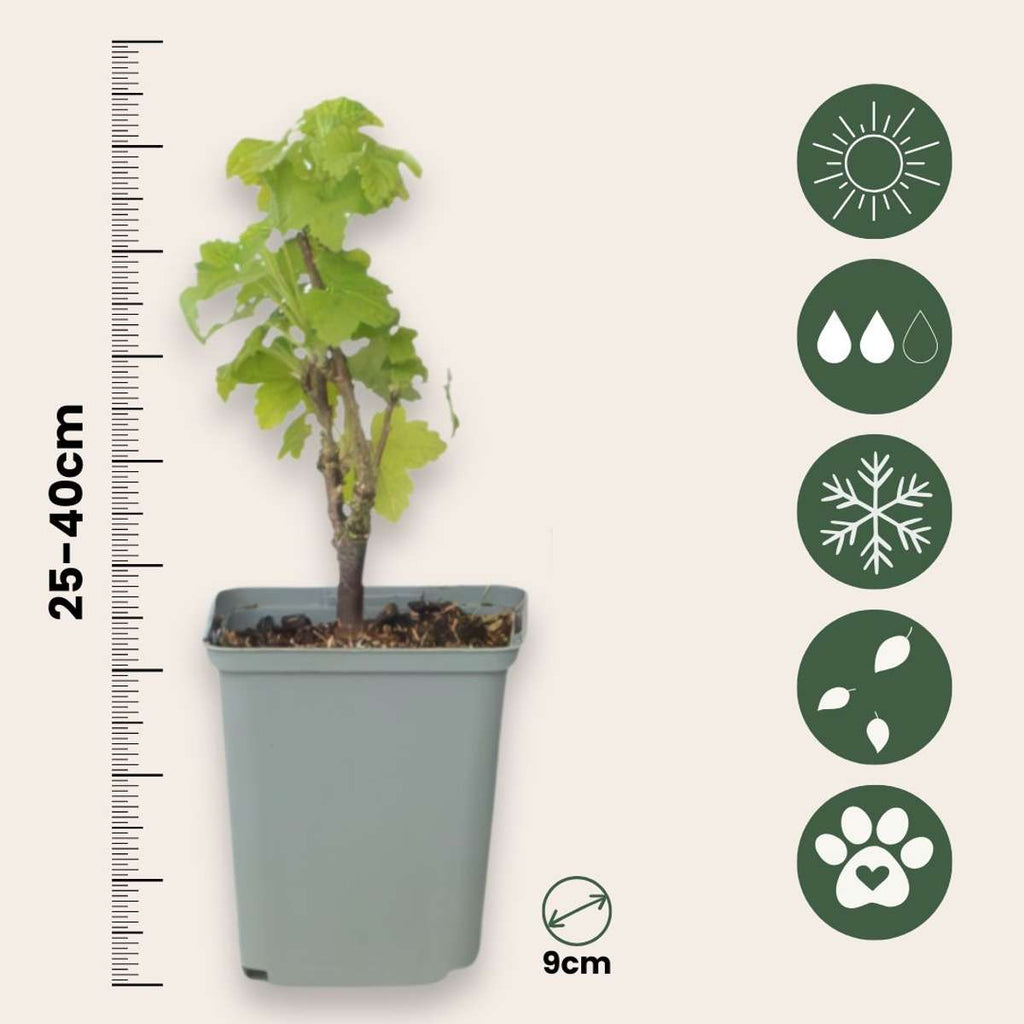 Redcurrant - 3 pcs - Ribes rubrum - Height 25-40cm - ⌀9cm