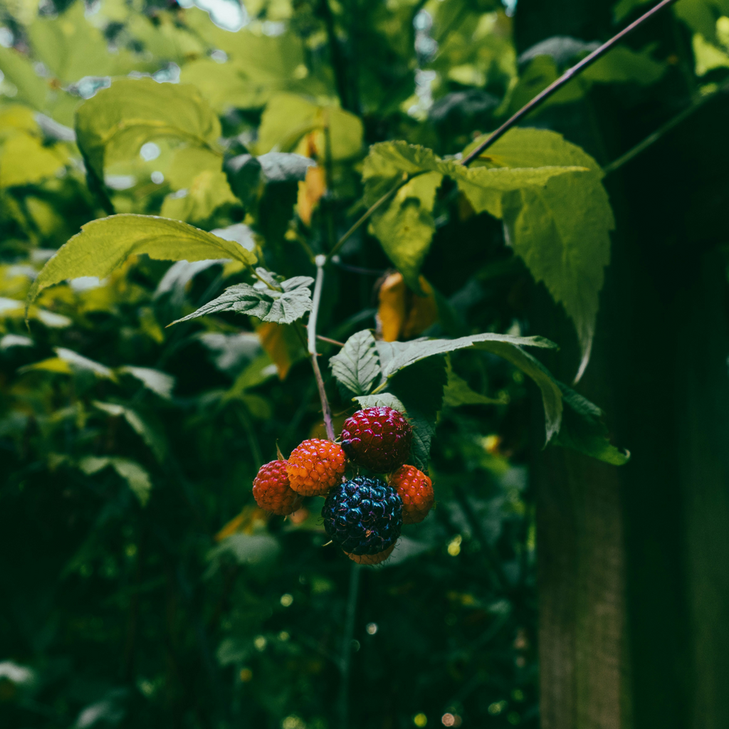 Blackberry - 3 pcs - Rubus Thornless - Height 25-40cm - ⌀9cm