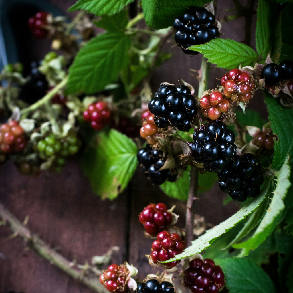 Blackberry - 3 pcs - Rubus Thornless - Height 25-40cm - ⌀9cm