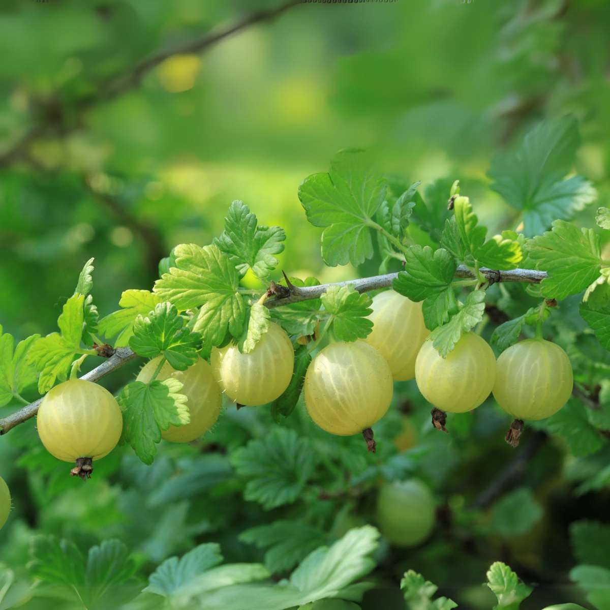 European Gooseberry - 3 pcs - Ribes uva- crispa - Height 25-40cm - ⌀9cm