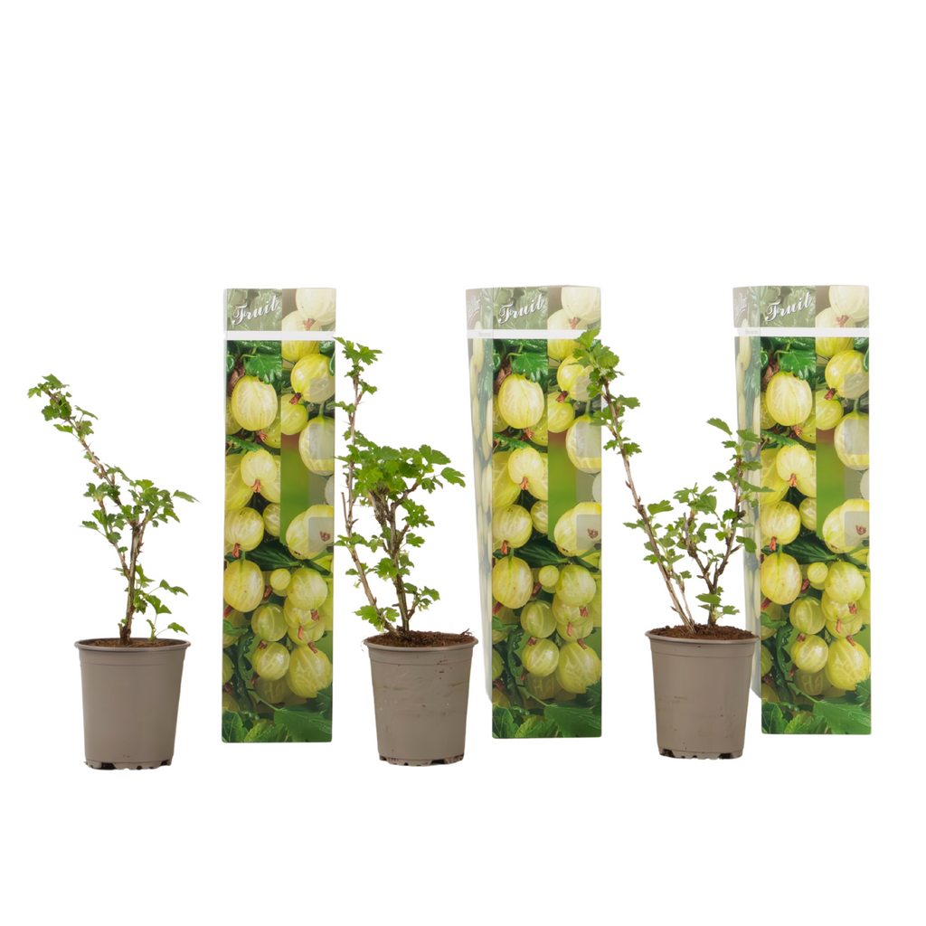European Gooseberry - 3 pcs - Ribes uva- crispa - Height 25-40cm - ⌀9cm
