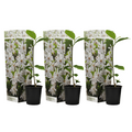 Magnolias - 3 pcs. - Magnolia 'Stellata' - Height 25-40cm - ⌀9cm