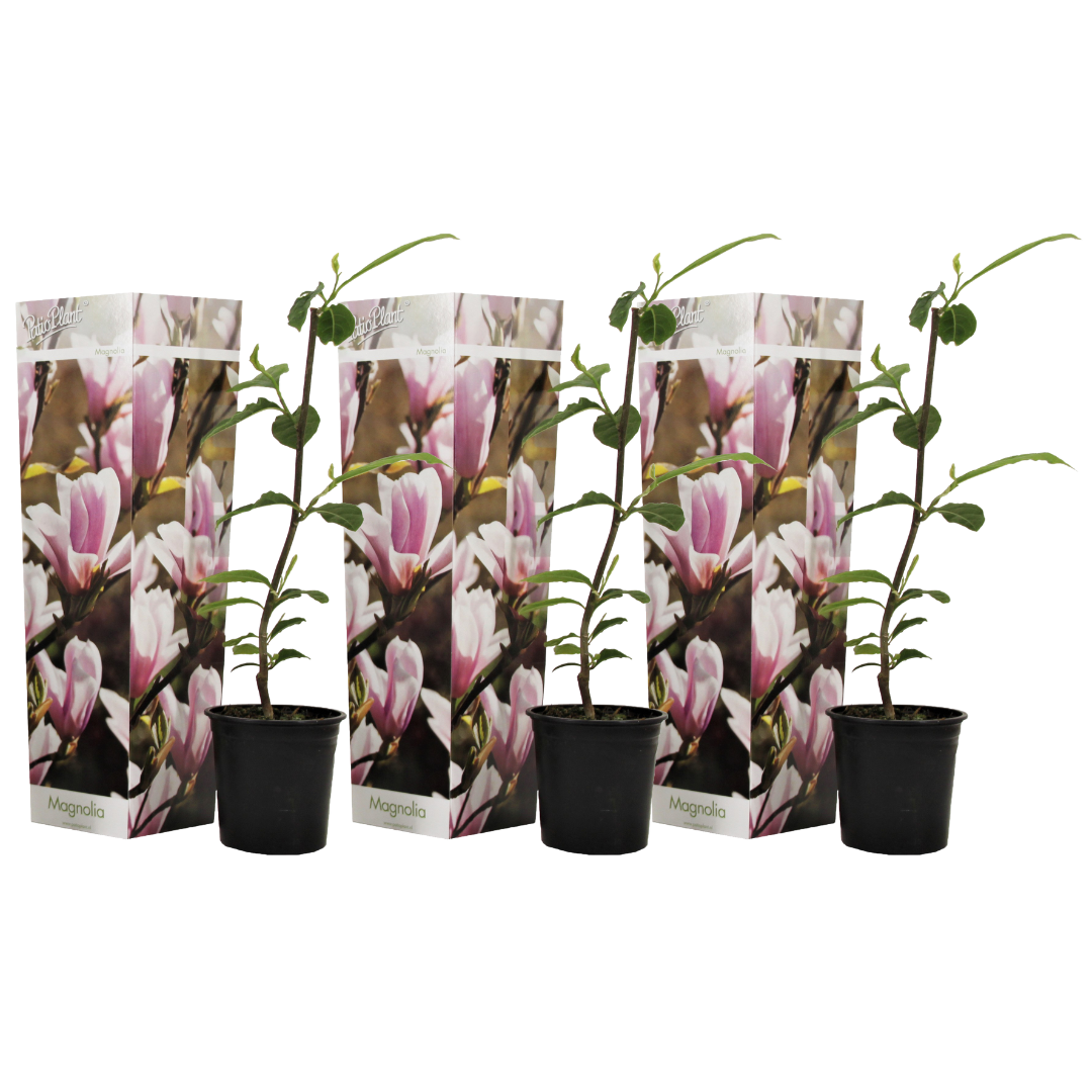 Magnolias - 3 pcs. - Magnolia 'Soulangea' - Height 25-40cm - ⌀9cm