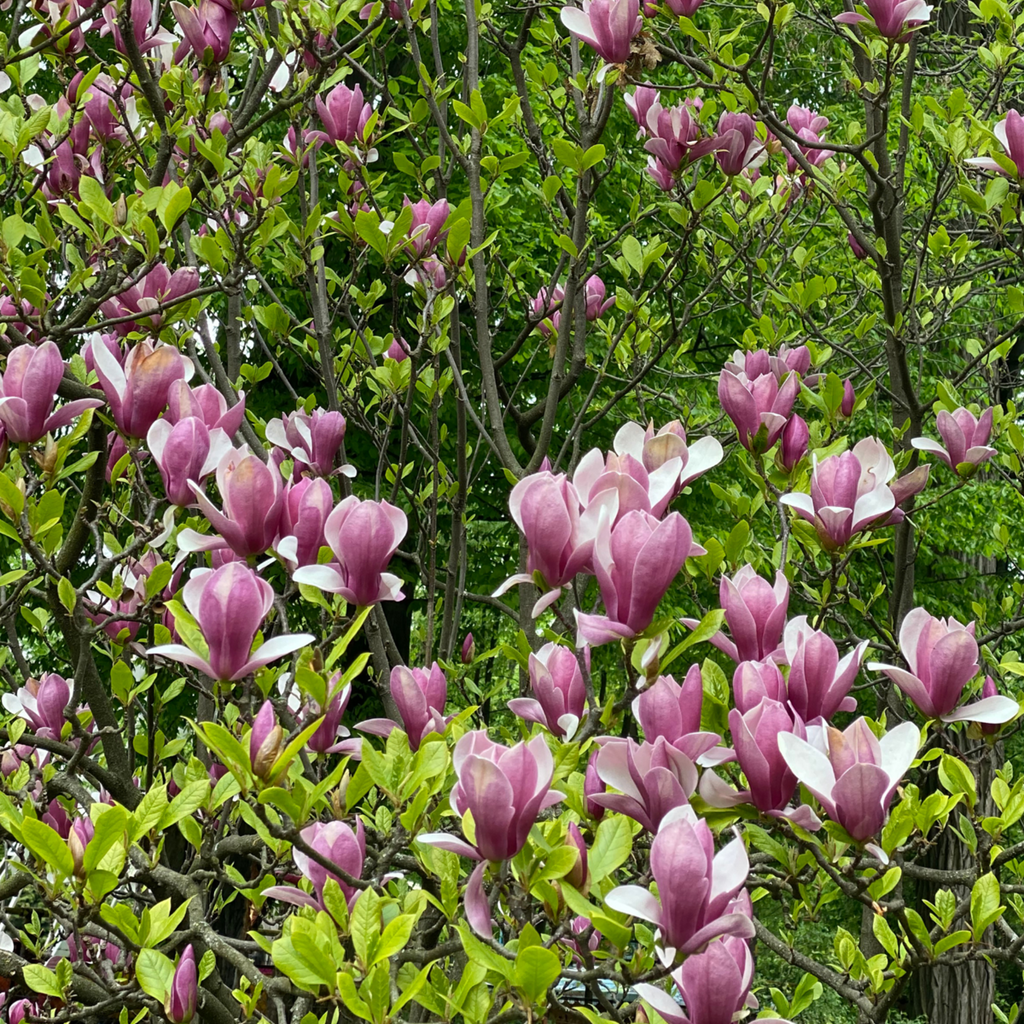 Magnolias - 3 pcs. - Magnolia 'Susan' - Height 25-40cm - ⌀9cm