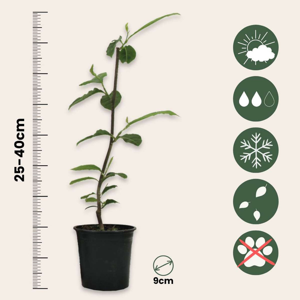 Magnolias - 3 pcs. - Magnolia 'Susan' - Height 25-40cm - ⌀9cm