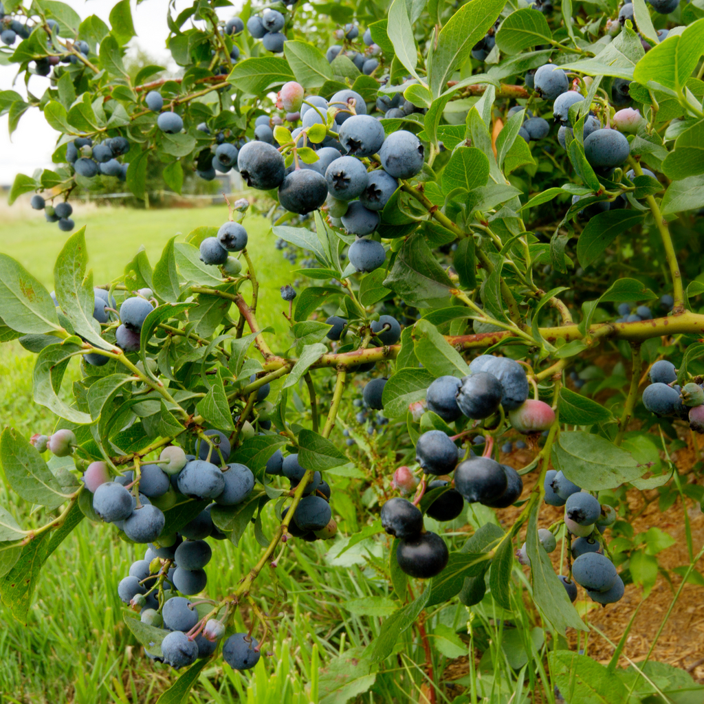 Blueberry - 6 pcs. - Vaccinium corymbosum 'Sunshine Blue' - H25-40cm - ⌀9cm