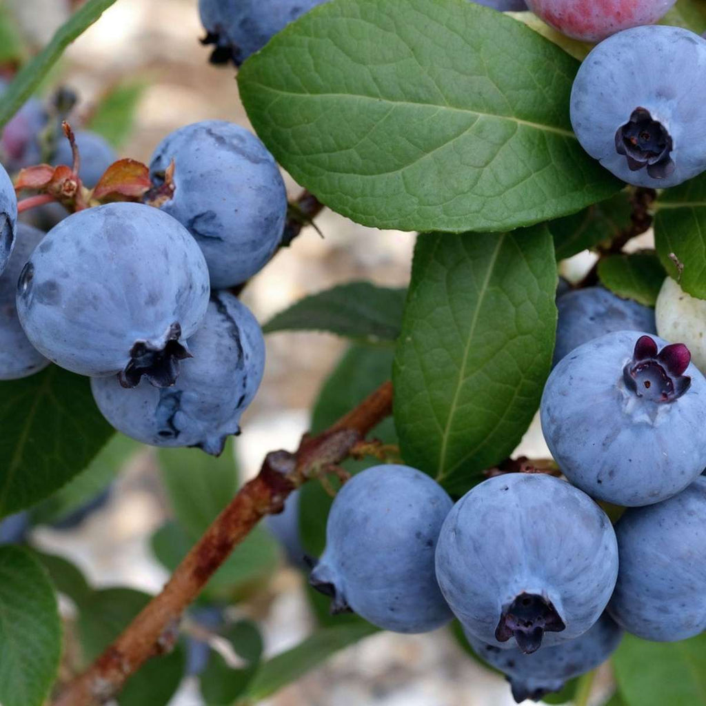 Blueberry - 6 pcs. - Vaccinium corymbosum 'Sunshine Blue' - H25-40cm - ⌀9cm