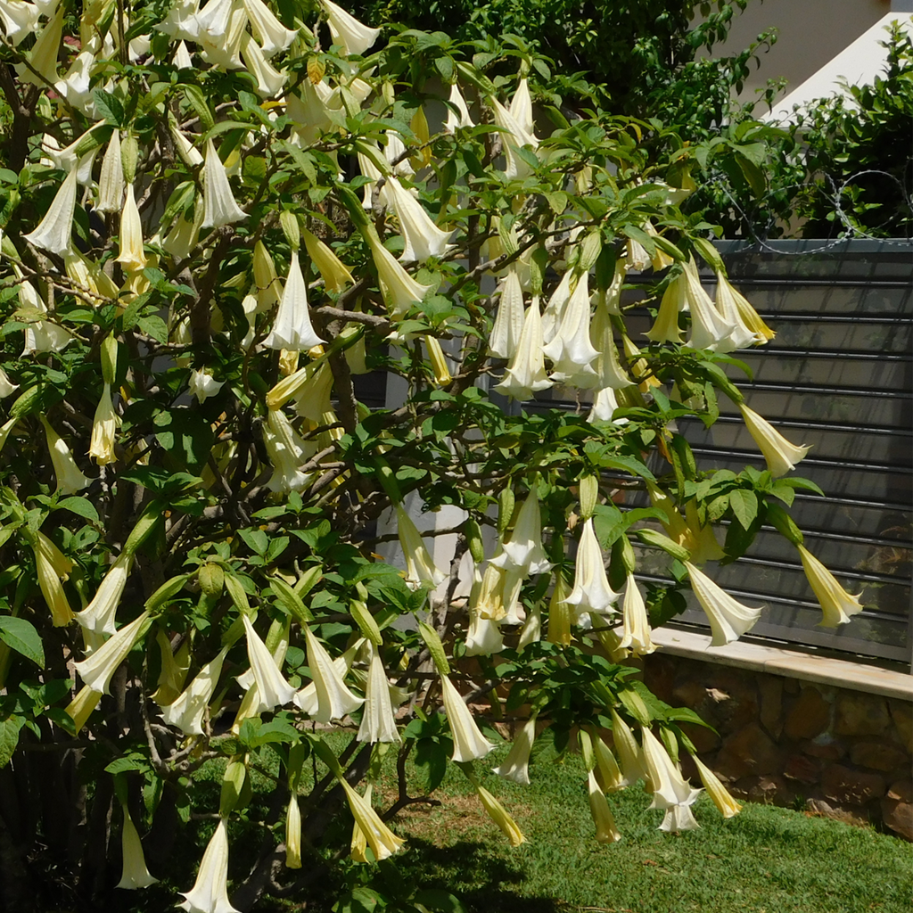 Angel's Trumpets - 6 pcs. - Brugmansia - Height 25-40cm - ⌀9cm