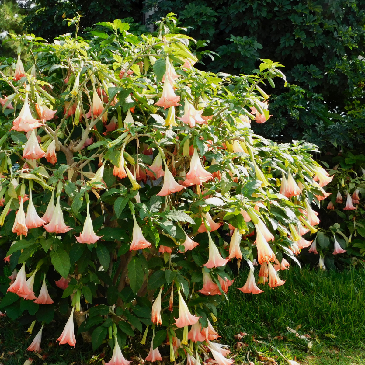 Angel's Trumpets - 6 pcs. - Brugmansia - Height 25-40cm - ⌀9cm