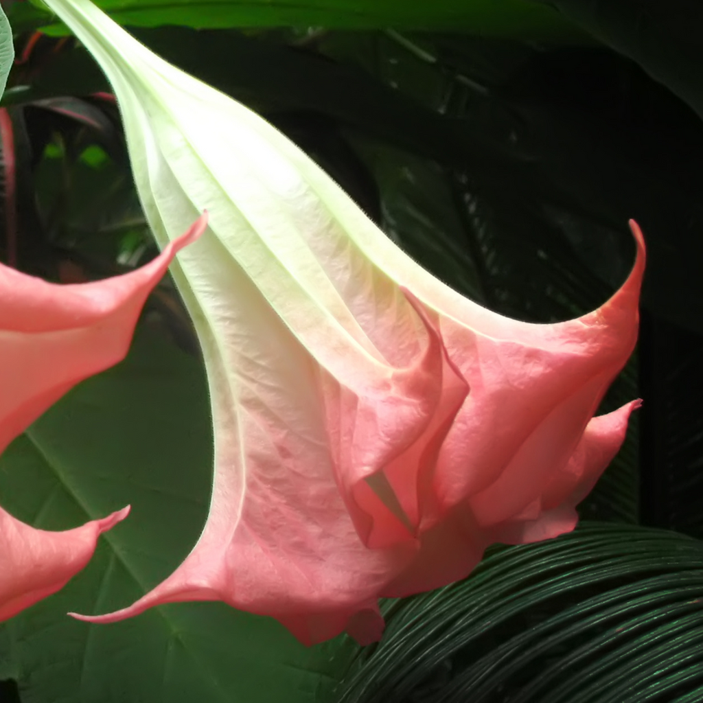 Angel's Trumpets - 6 pcs. - Brugmansia - Height 25-40cm - ⌀9cm