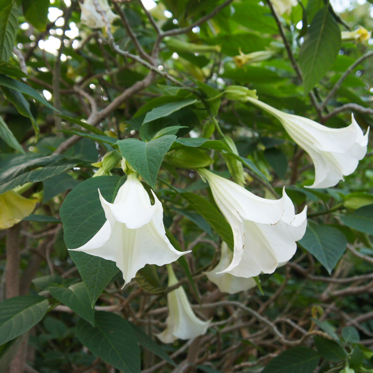 Angel's Trumpets - 6 pcs. - Brugmansia - Height 25-40cm - ⌀9cm