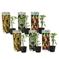 Angel's Trumpets - 6 pcs. - Brugmansia - Height 25-40cm - ⌀9cm