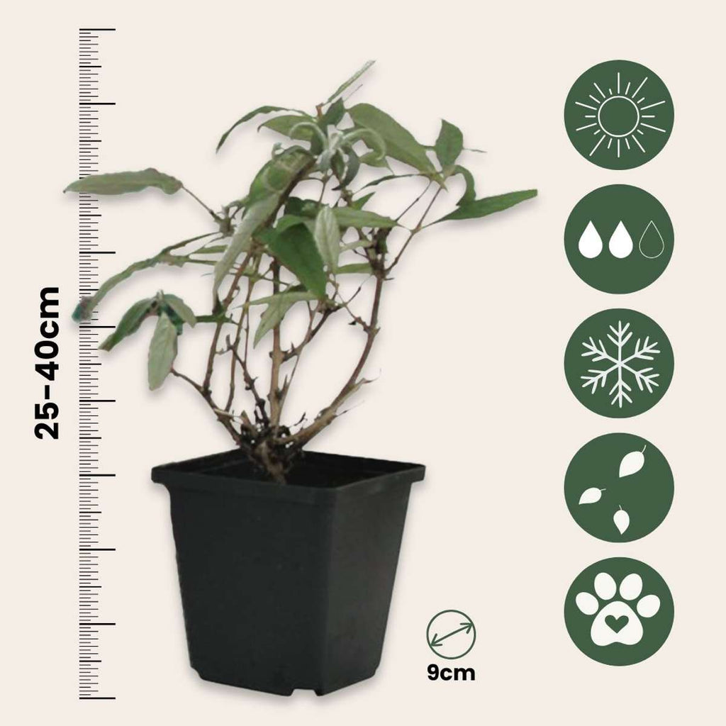 Summer lilac - 6 pcs. - Buddleja davidii - Height 25-40cm - ⌀9cm