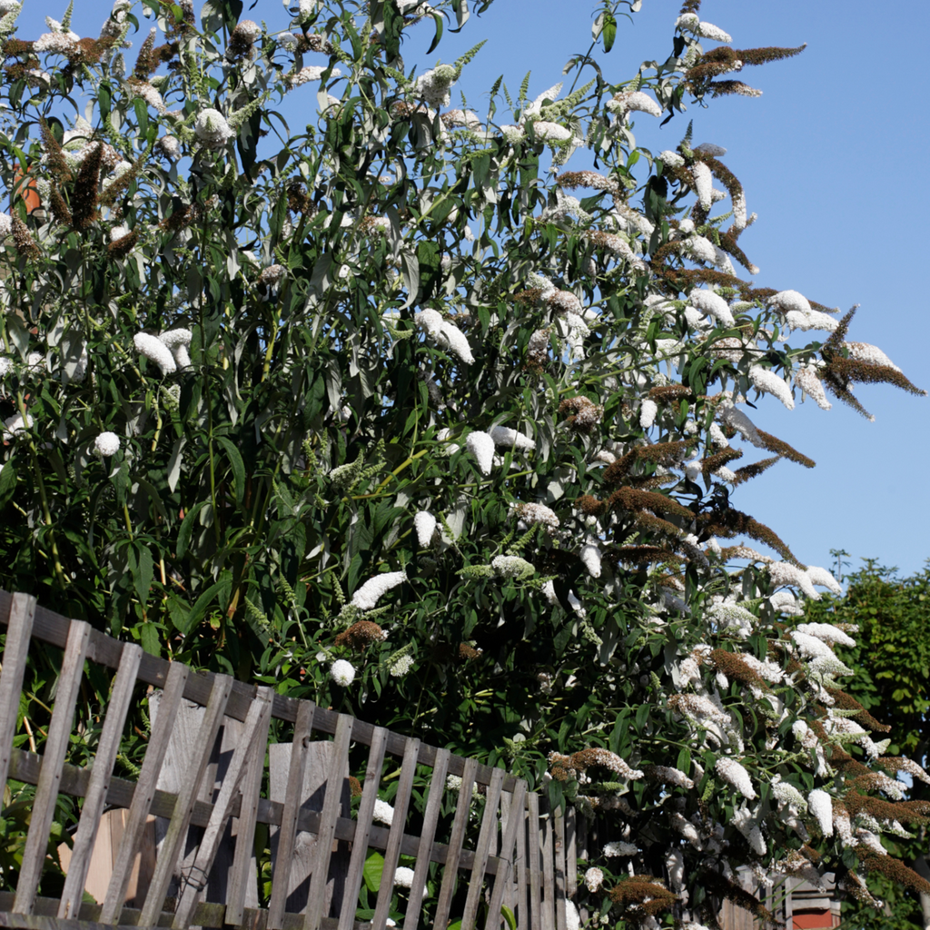 Summer lilac - 3 pcs. - Buddleja davidii 'White Profusion' - H25-40cm - ⌀9cm