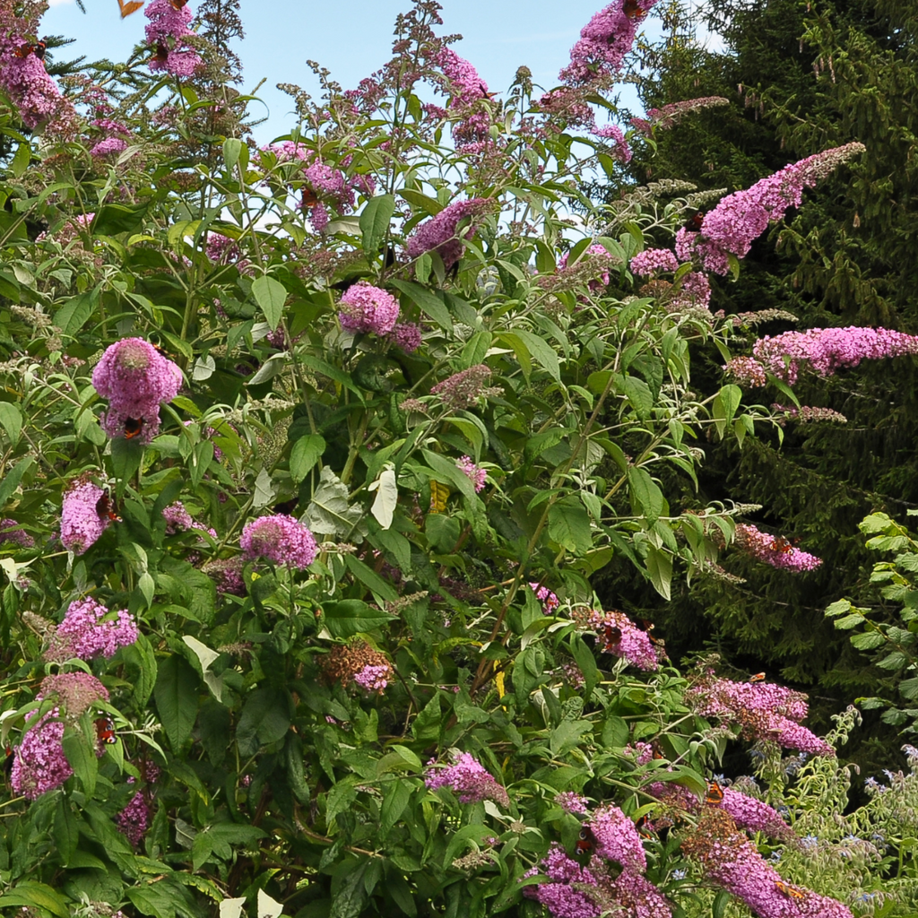 Summer lilac - 3 pcs. - Buddleja davidii 'Pink Delight' - Height 25-40cm - ⌀9cm