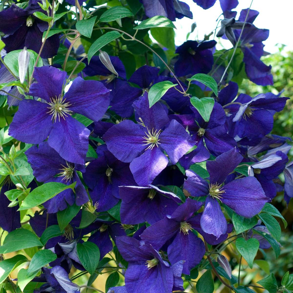 Leather flower - 3 pcs. - Clematis hybrid - Height 25-40cm - ⌀9cm