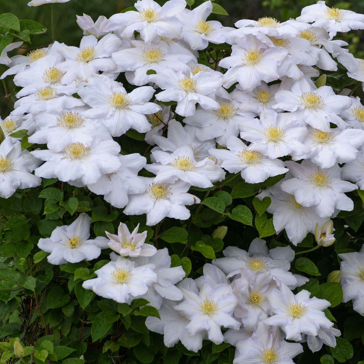 Leather flower - 3 pcs. - Clematis hybrid - Height 25-40cm - ⌀9cm