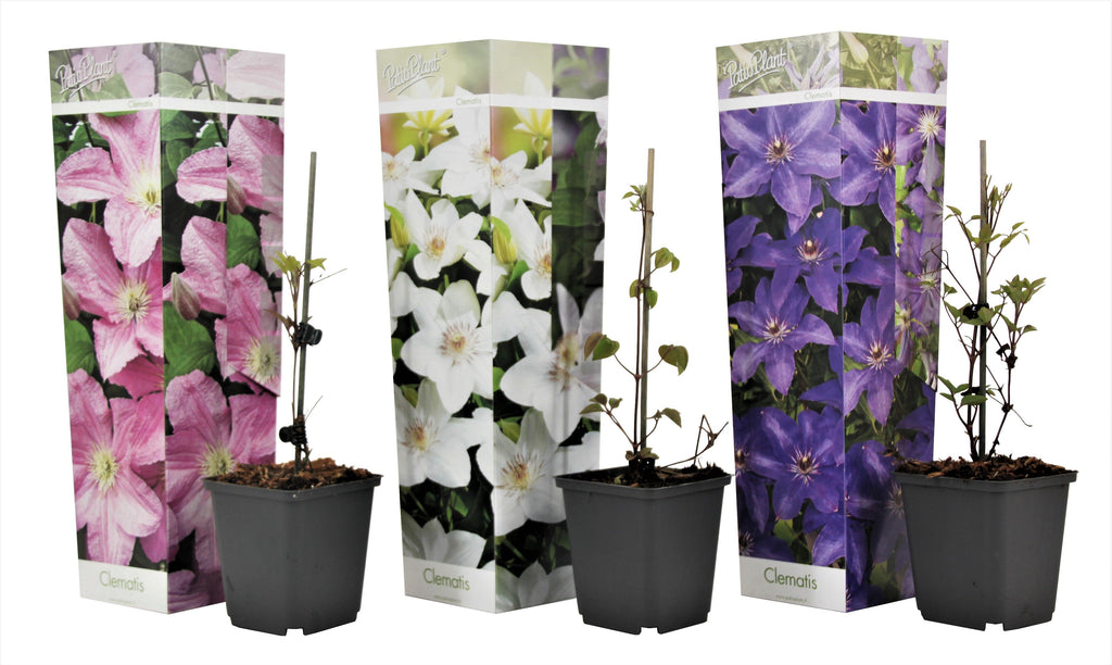 Leather flower - 3 pcs. - Clematis hybrid - Height 25-40cm - ⌀9cm