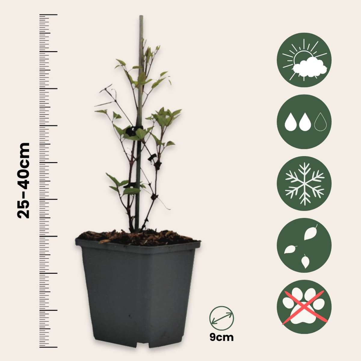 Leather flower - 6 pcs. - Clematis hybrid - Height 25-40cm - ⌀9cm