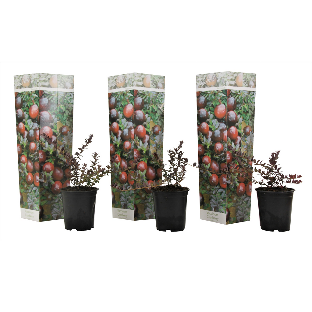 Cranberry - 3 pcs. - Vaccinium macrocarpon 'Cranberry' - Height 10-20cm - ⌀9cm