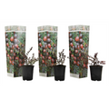 Cranberry - 3 pcs. - Vaccinium macrocarpon 'Cranberry' - Height 10-20cm - ⌀9cm
