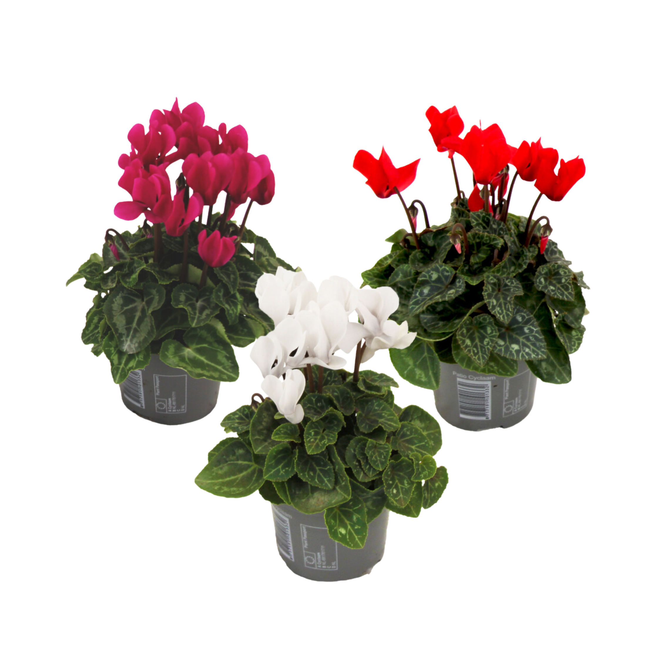 Florists' Cyclamen - 3 pcs. - Cyclamen persicum - Height 10-20cm - ⌀9cm