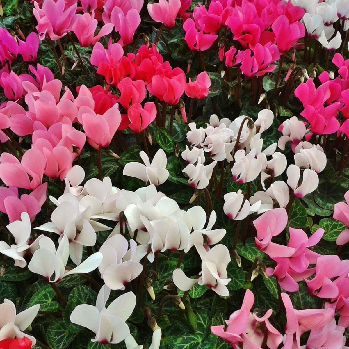 Florists' Cyclamen - 6 pcs. - Cyclamen persicum - Height 10-20cm - ⌀9cm