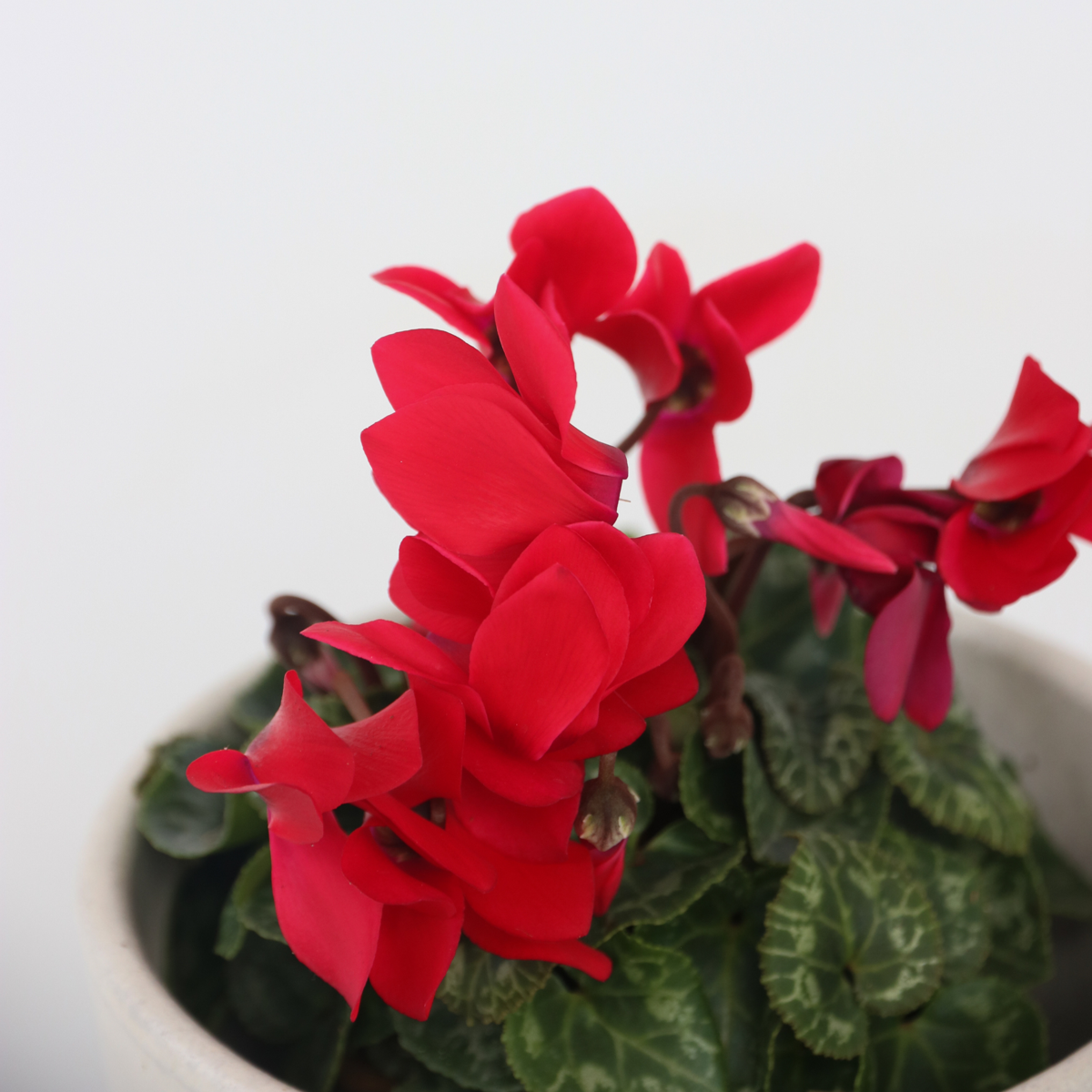 Cyclamen - 6 pcs. - Cyclamen persicum 'Winfall Scarlet' - Height 10-20cm - ⌀9cm