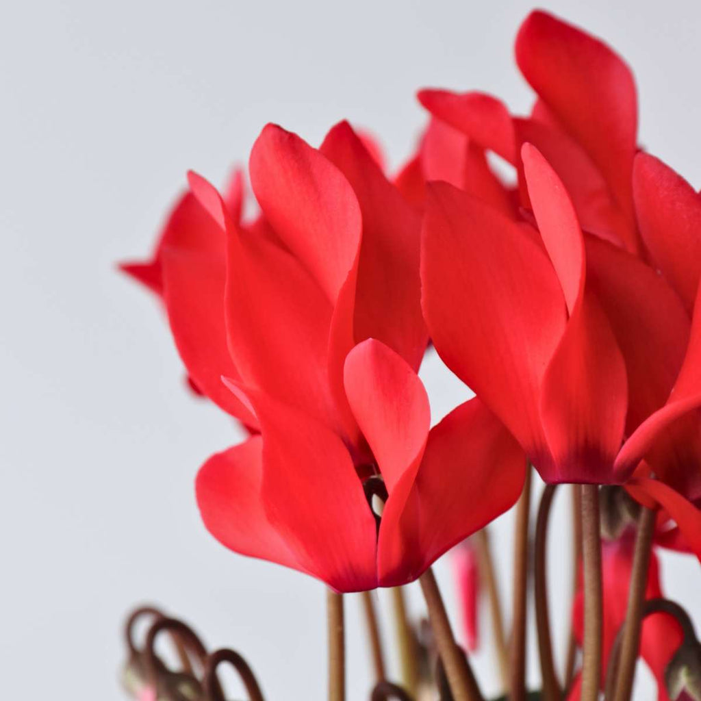 Cyclamen - 3 pcs. - Cyclamen persicum 'Winfall Scarlet' - Height 10-20cm - ⌀9cm