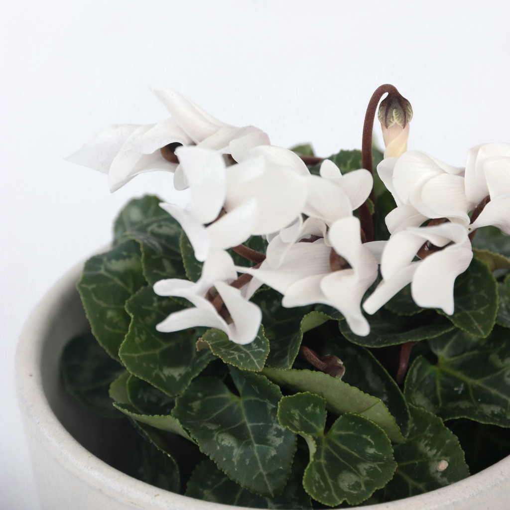 Cyclamen - 6 pcs. - Cyclamen persicum 'Metis White' - Height 10-20cm - ⌀9cm