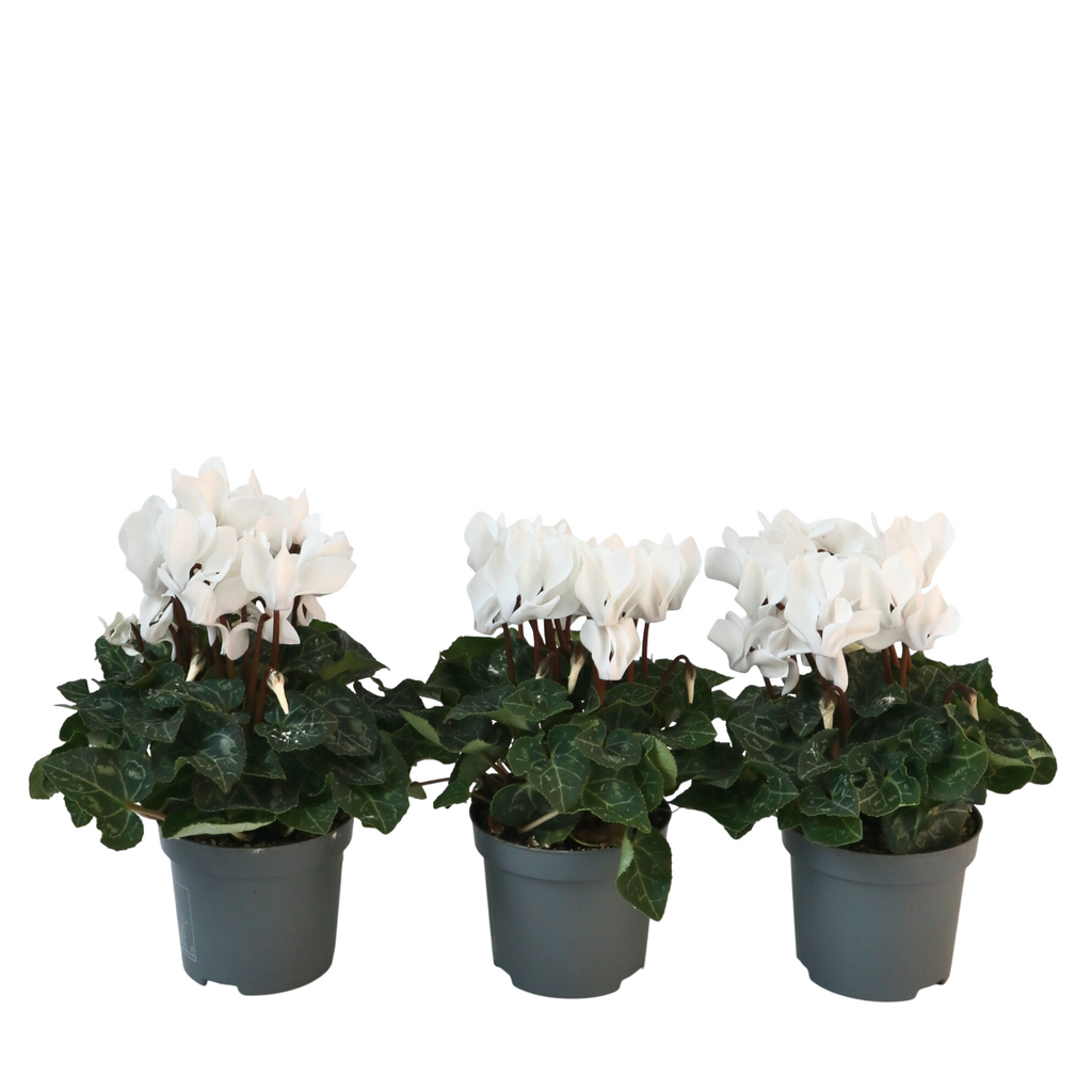Cyclamen - 3 pcs. - Cyclamen persicum 'Metis White' - Height 10-20cm - ⌀9cm