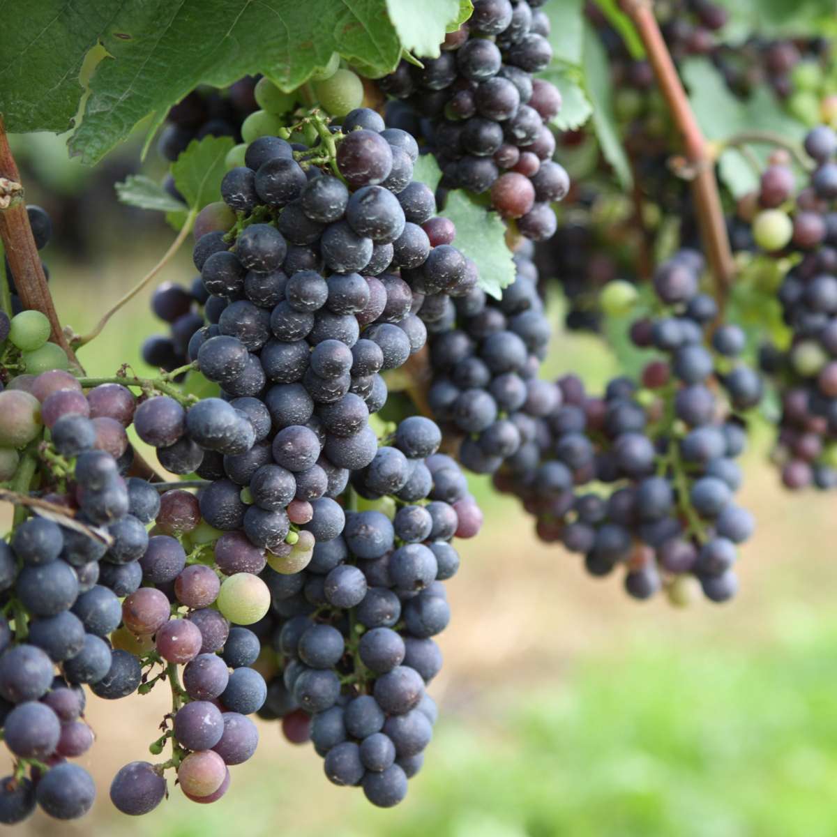 Common grape vine - 24 pcs. - Vitis vinifera - Height 25-40cm - ⌀9cm