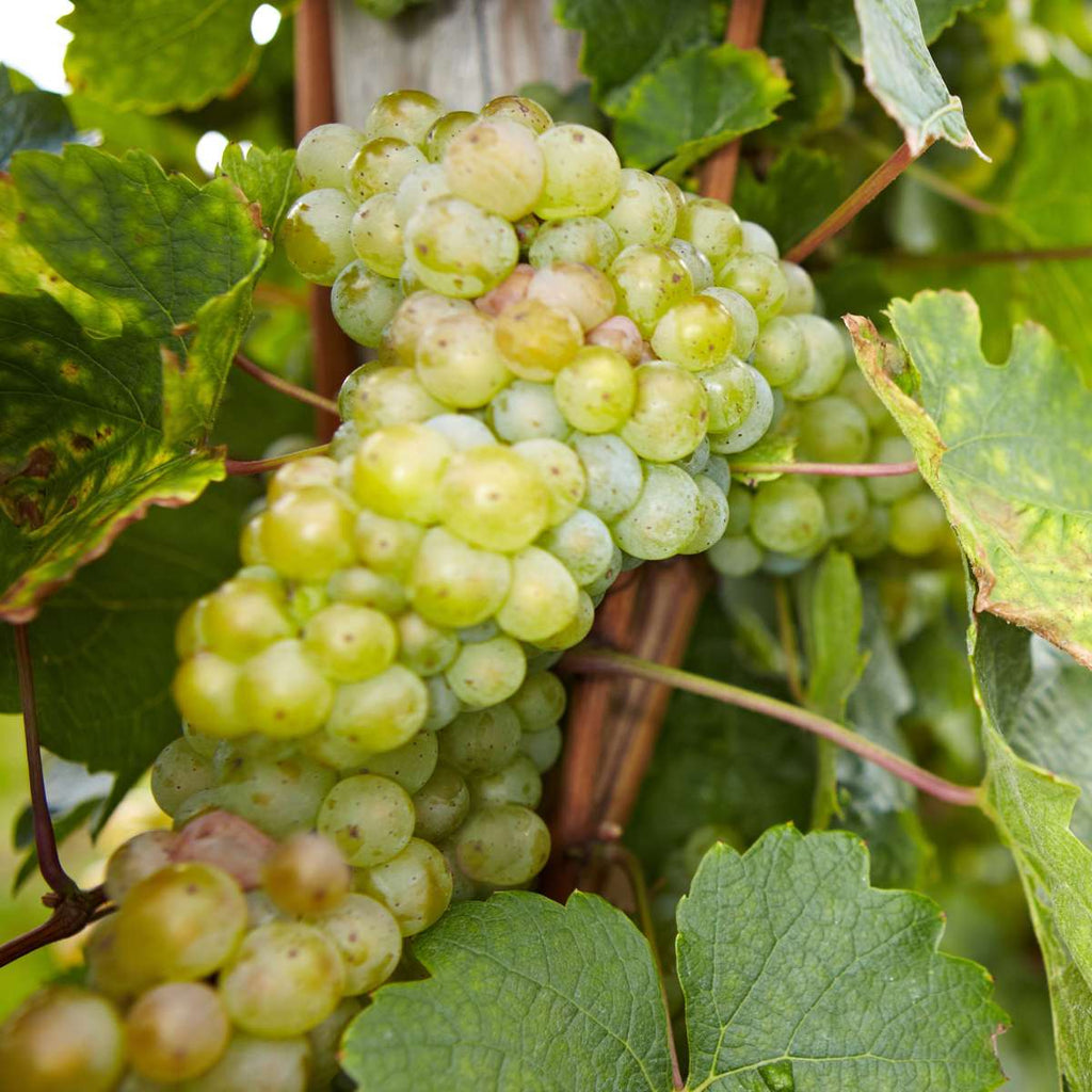 Common grape vine - 3 pcs. - Vitis vinifera - Height 25-40cm - ⌀9cm